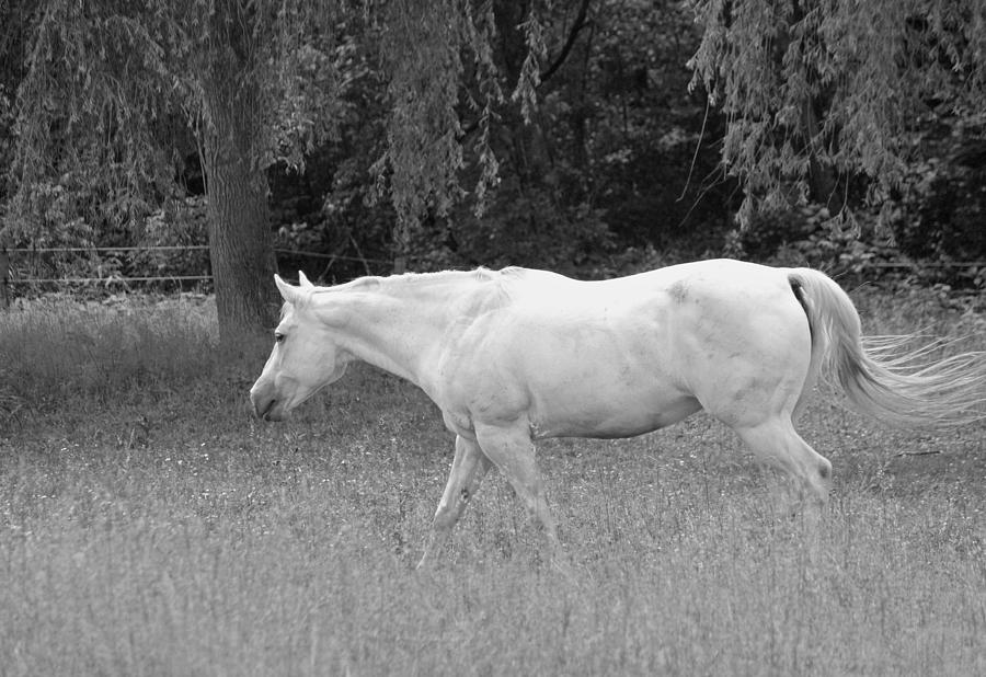 A Horse Named Sprite - Black and White Photograph by Suzanne Gaff