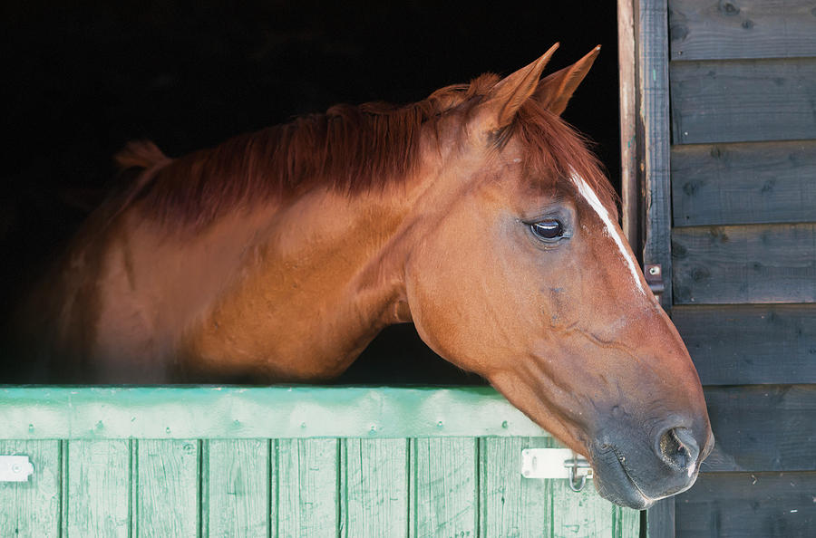 A Horse Peeks His Head Out Of His Stall Photograph by Ben Welsh / Design Pics