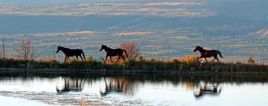 A Horse Reflection Photograph by Eric Rundle