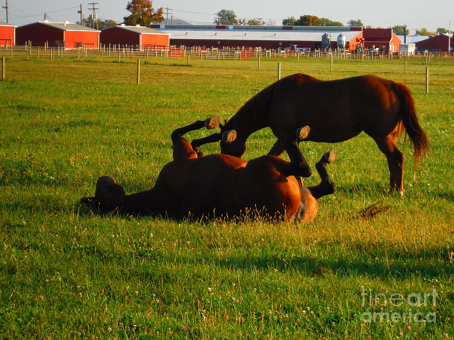 A Horse Roll In The Field Photograph by Paddy Shaffer