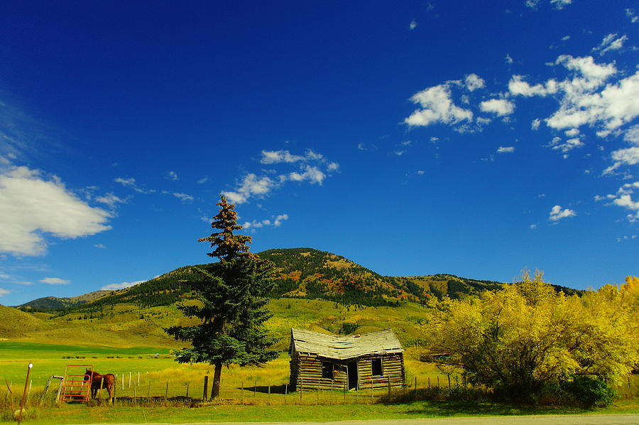A Horse Tree And Cabin Photograph by Jeff Swan