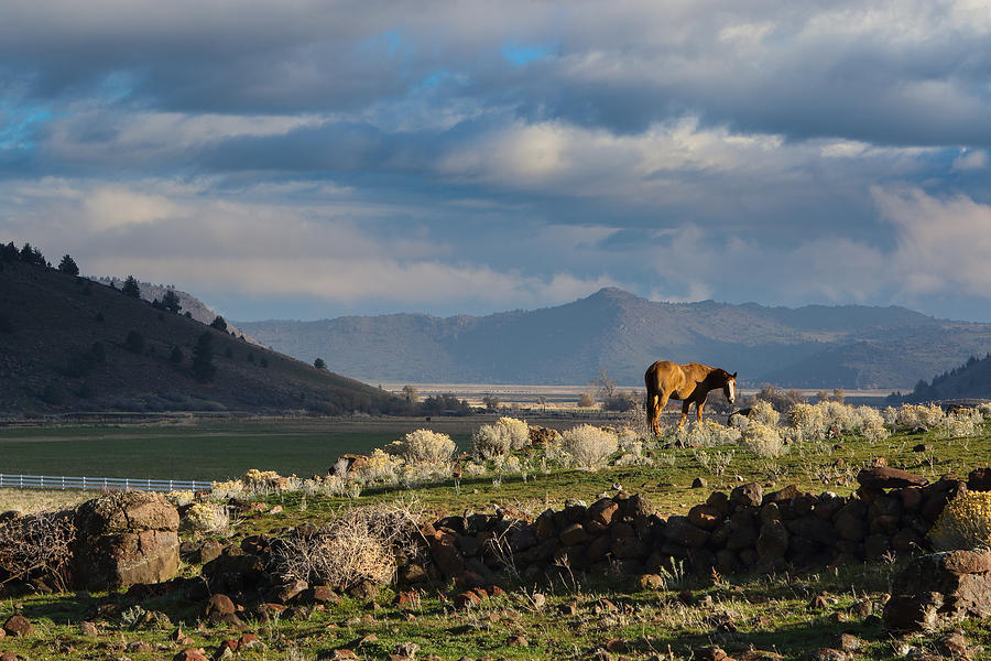A Horse with a view Photograph by Duncan Selby