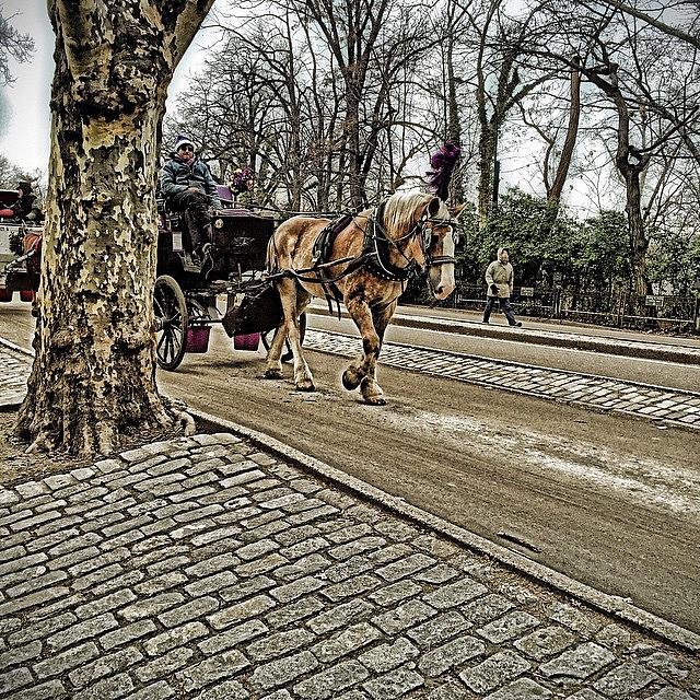New York City Photograph - A #horse With No Name #centralpark #nyc by The Solo Traveler