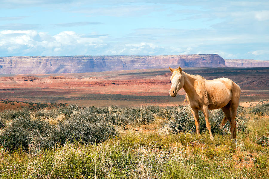A Horse with No Name Photograph by Nicholas Blackwell