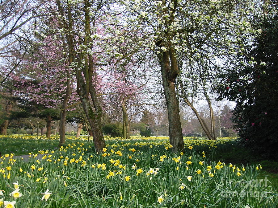 A Host Of Golden Daffodils Photograph By Lorita Montgomery Fine Art