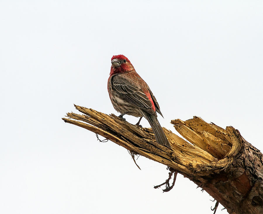 A House Finch Photograph by Constantine Gregory