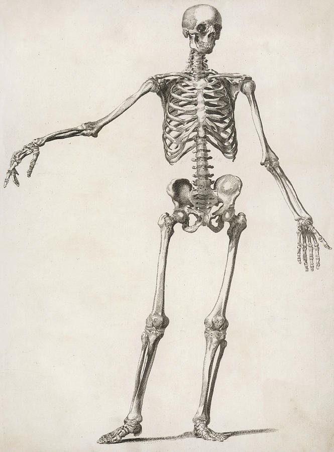 A Human Skeleton, Standing, With One Drawing by Mary Evans Picture Library