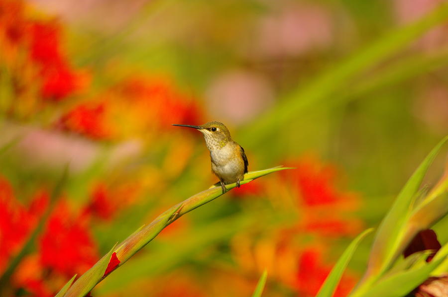 A Humming Bird Perched Photograph