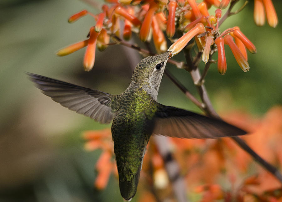 A Hummingbird Feast  Photograph by Saija Lehtonen