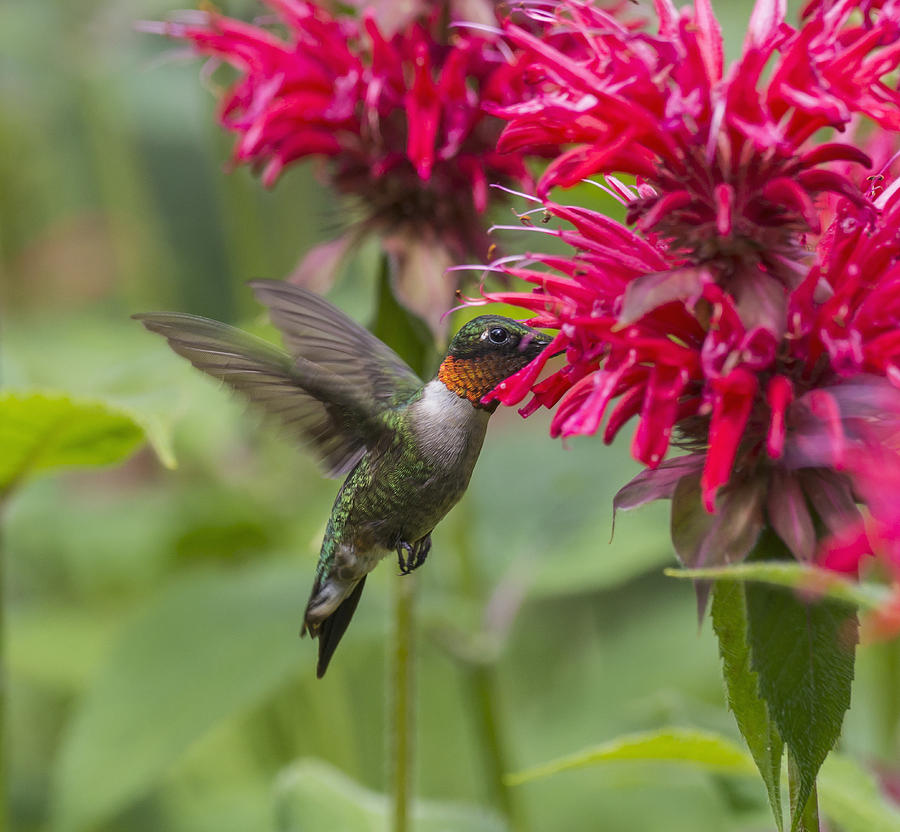 A Hummingbird Hovers By A Bright Pink Photograph by Julie DeRoche
