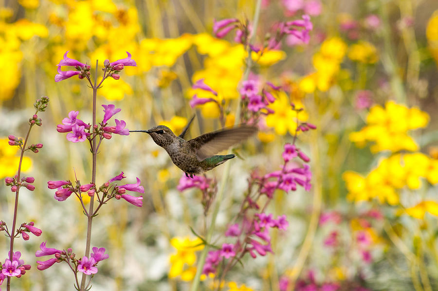 A Hummingbirds Paradise Photograph by Tam Ryan