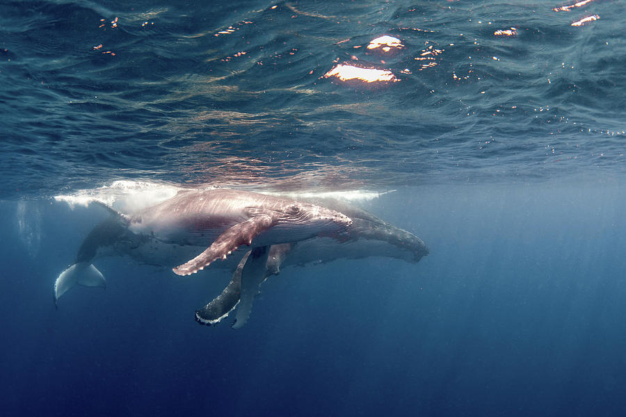 A Humpback Whale And Her Calf Photograph by Brook Peterson