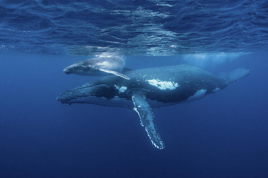 A Humpback Whale And Her Calf Play Photograph by Brook Peterson