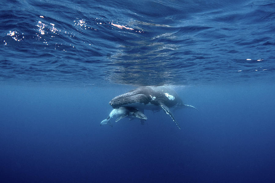 A Humpback Whale And Her Calf Rest Photograph by Brook Peterson