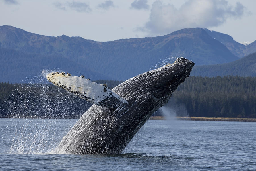 Wildlife Photograph - A Humpback Whale Breaches As It Leaps by John Hyde