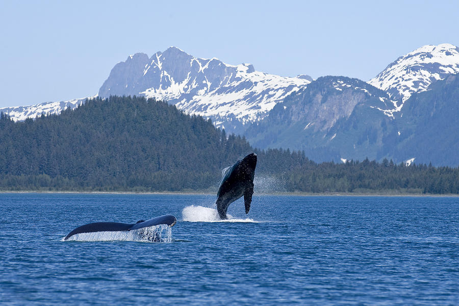 A Humpback Whale Calf Breaches As Its Photograph By John Hyde 