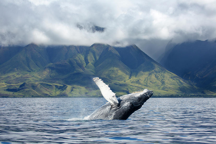 A Humpback Whale  Megaptera Photograph by Dave Fleetham