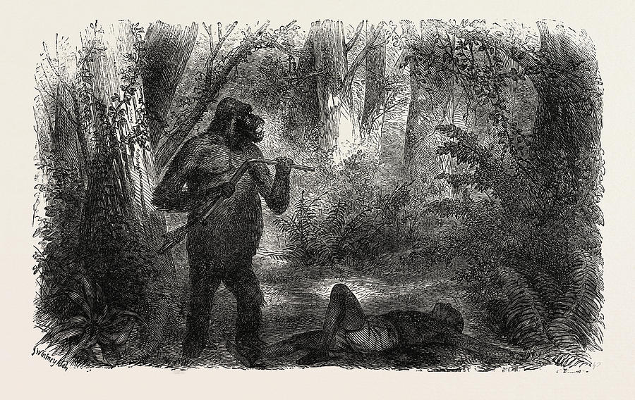 Vintage Drawing - A Hunter Killed By A Gorilla by English School