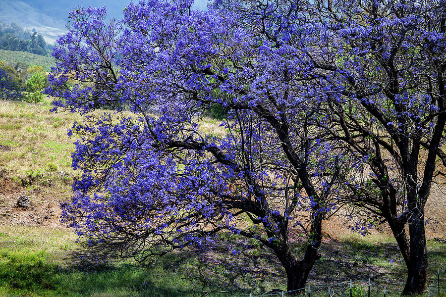 A Jacaranda Tree Full Of Purple Photograph by Scott Mead