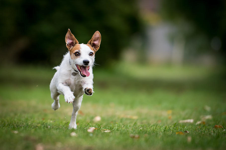 A Jack Russell running in a park Photograph by Brighton Dog Photography