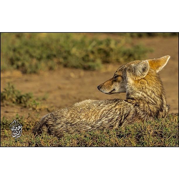 Nature Photograph - A Jackal Resting On The Ground Waiting by Ahmed Oujan
