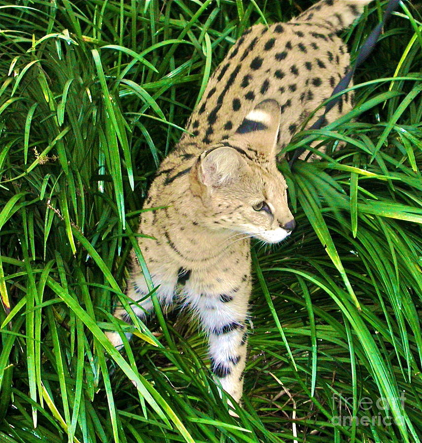 A Jaguar Hunting Photograph by Joan McArthur