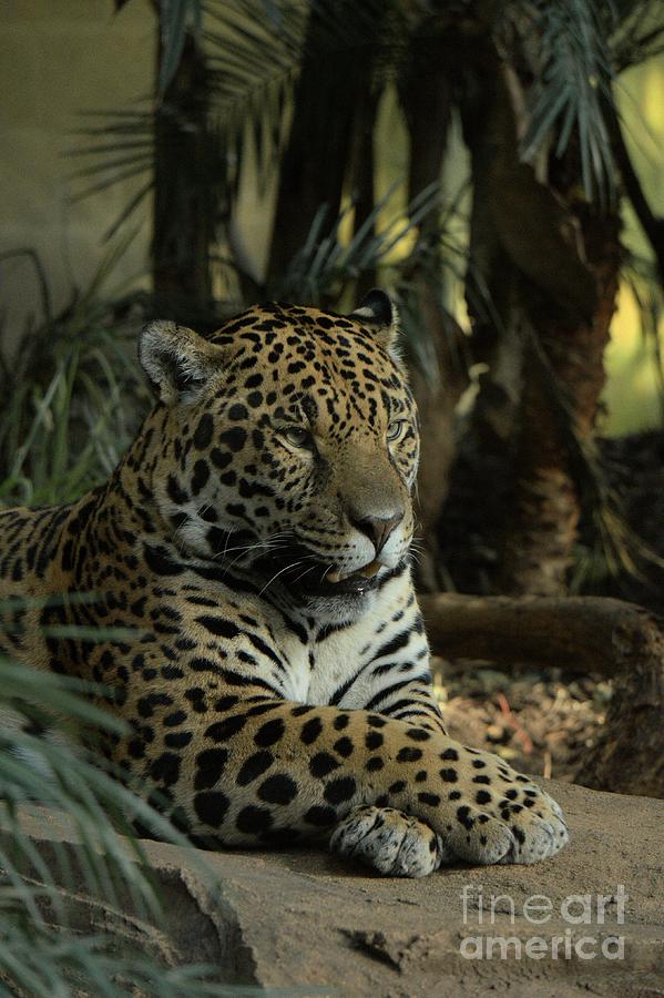 Cat Photograph - A Jaguars Gaze by MSVRVisual Rawshutterbug