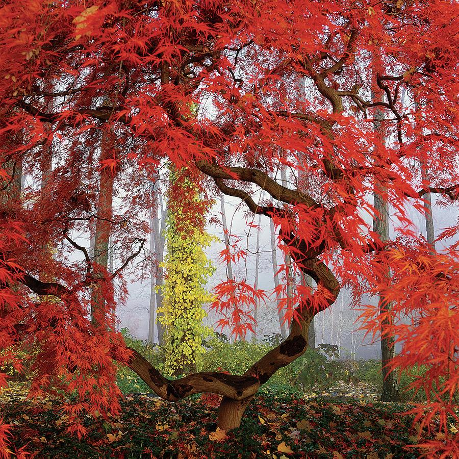 A Japanese Maple Tree By Richard Felber