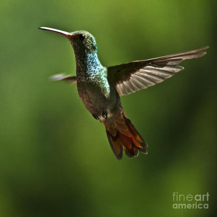 A Jewel Flying Photograph by Heiko Koehrer-Wagner