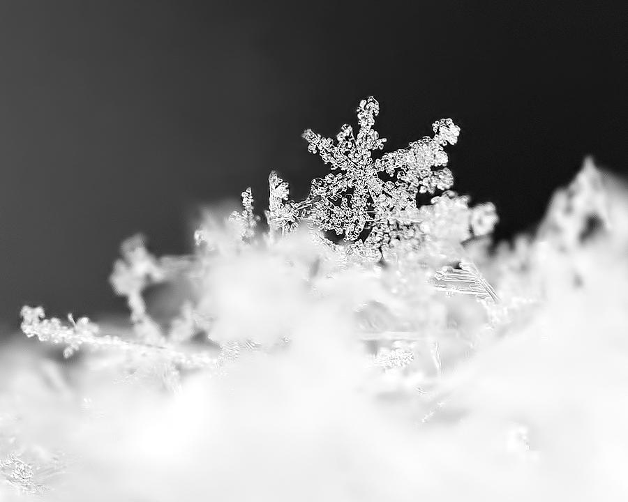 A Jewel of a Snowflake Photograph by Rona Black