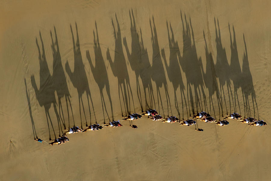 Camel Photograph - A Journey Of Shadows by Louise Wolbers