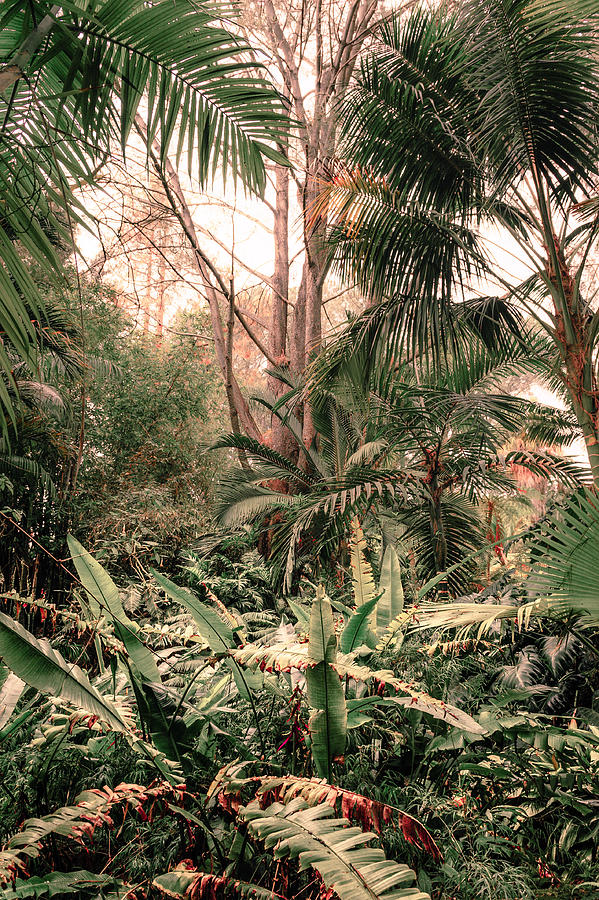 A Jungle Photograph by Alexander Kunz