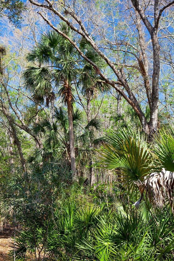 A Jungle In Winter Photograph by W Chris Fooshee