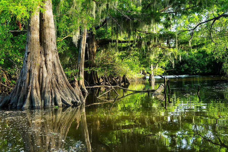 Duck Photograph - A jungle of bald cypress trees by Ellie Teramoto
