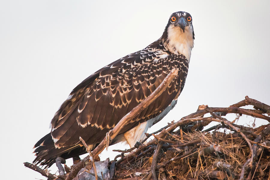 juvenile osprey pictures