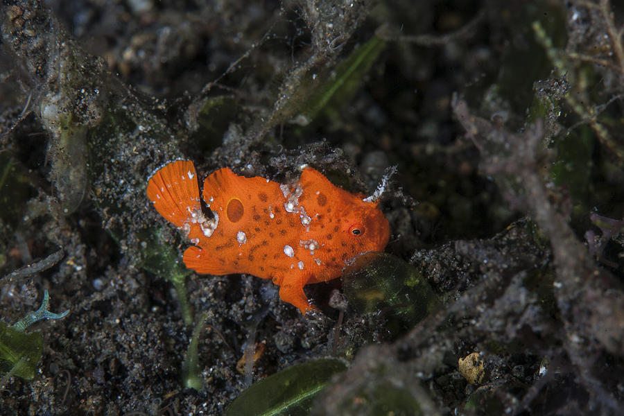 A Juvenile Painted Frogfish Photograph