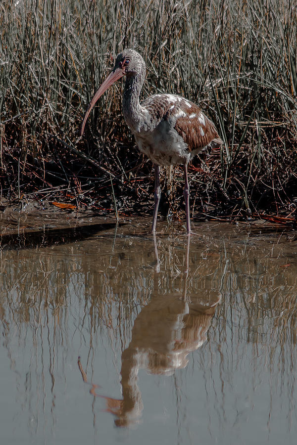 Ibis Photograph - A Juvenile White Ibis by Charles Moore Ibis Photograph - A Juvenile White Ibis by Charles Moore