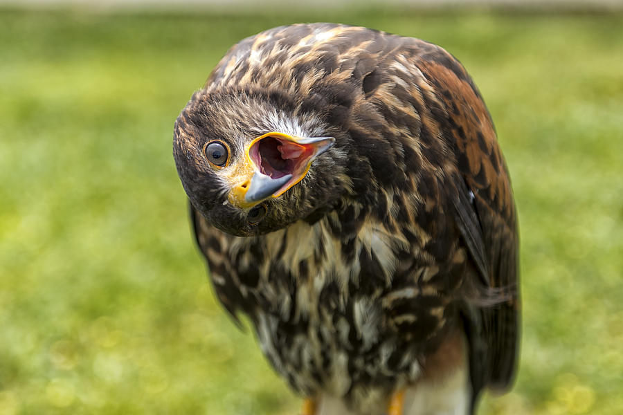 A Juvenille Peregrine Falcon Photograph
