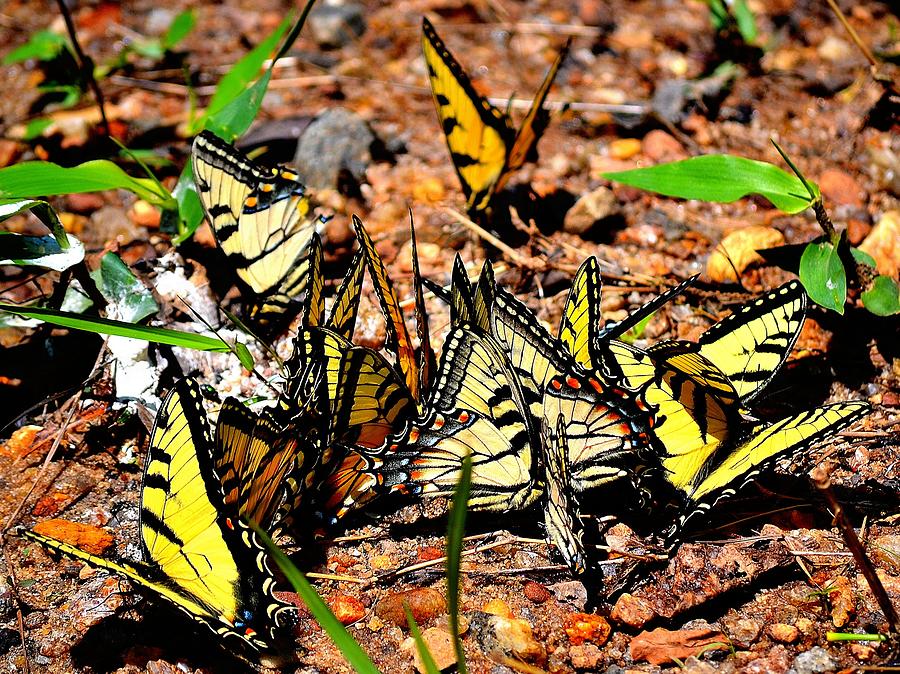 A Kaleidoscope of Butterflies Photograph by Tara Potts