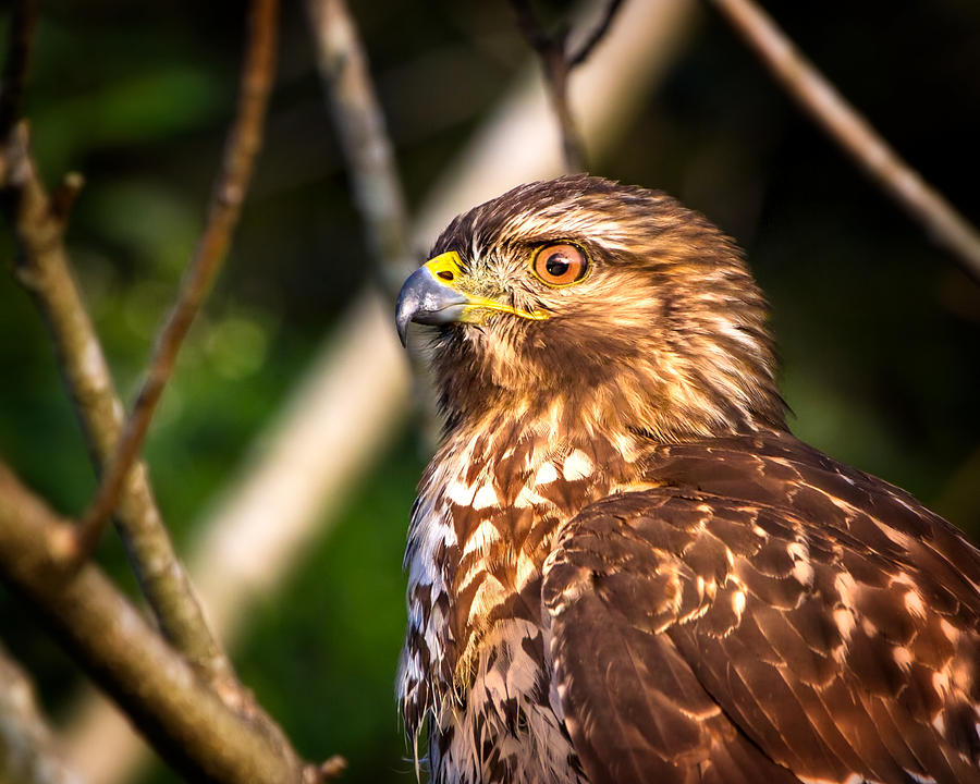 Hawk Eye Photograph by Mark Andrew Thomas