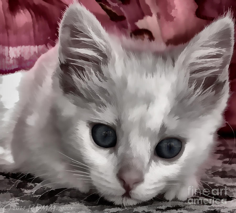 A Kitten Named Raiden Photograph