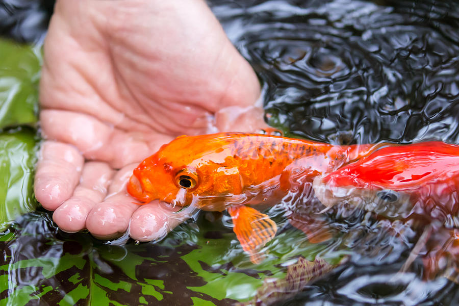 A Koi In The Hand Photograph by Priya Ghose