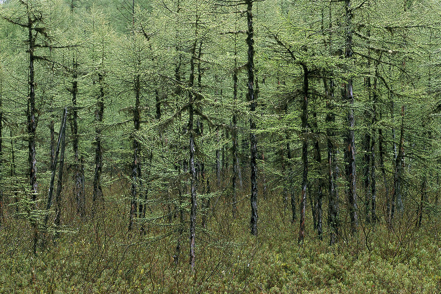 Nature Photograph - A Korean Pine Forest In Swampland by Peter Essick