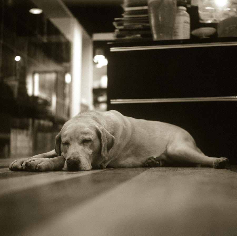A Labrador Retriever Resting On The Photograph by Lin Yu Wei