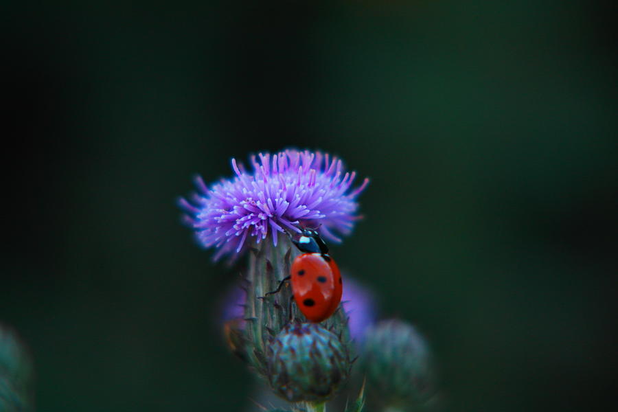 A lady bug climbing a thistle Photograph by Jeff Swan