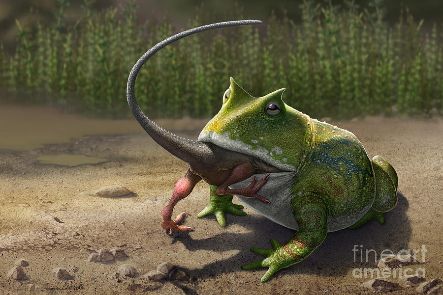 Wildlife Digital Art - A Large Beelzebufo Frog Eating A Small by Sergey Krasovskiy