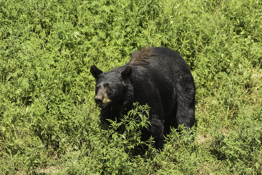 A large Black Bear Photograph by Josef Pittner