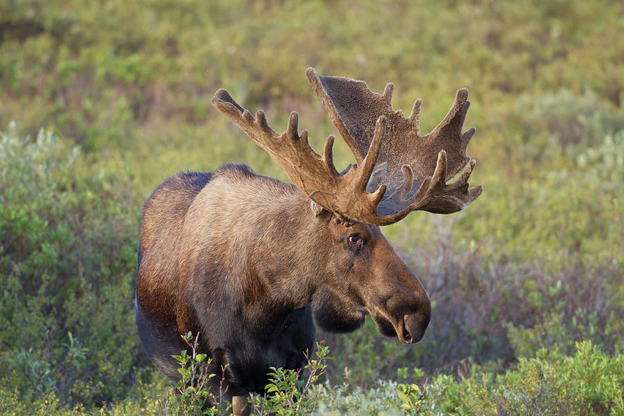 A Large Bull Moose Stands Among Willows Photograph by Hugh Rose | Fine ...