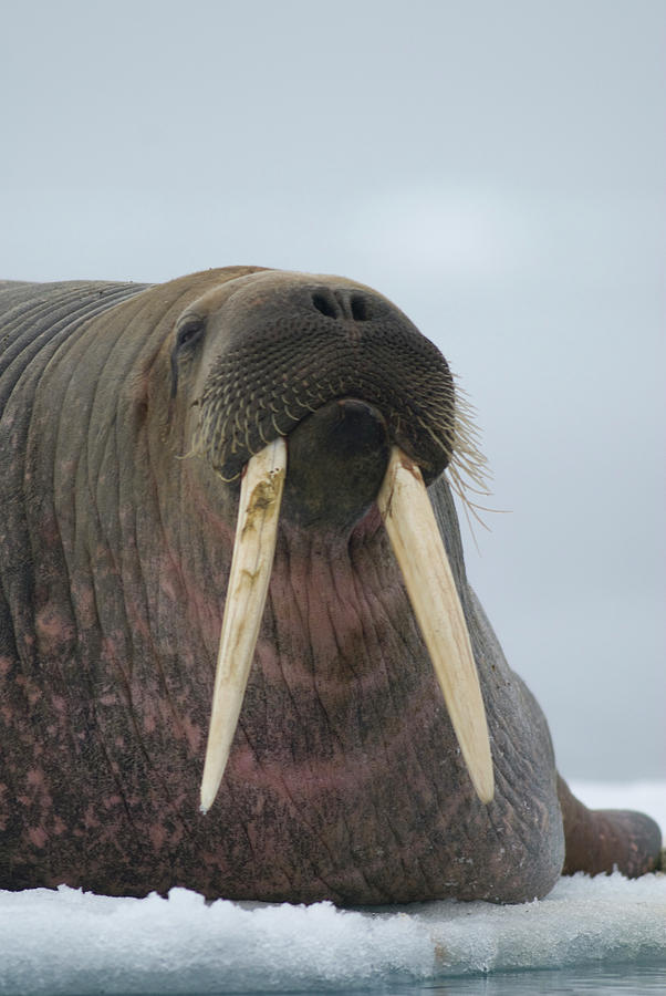 A Large Bull Walrus Odobenus Rosmarus Photograph by Steven J. Kazlowski ...