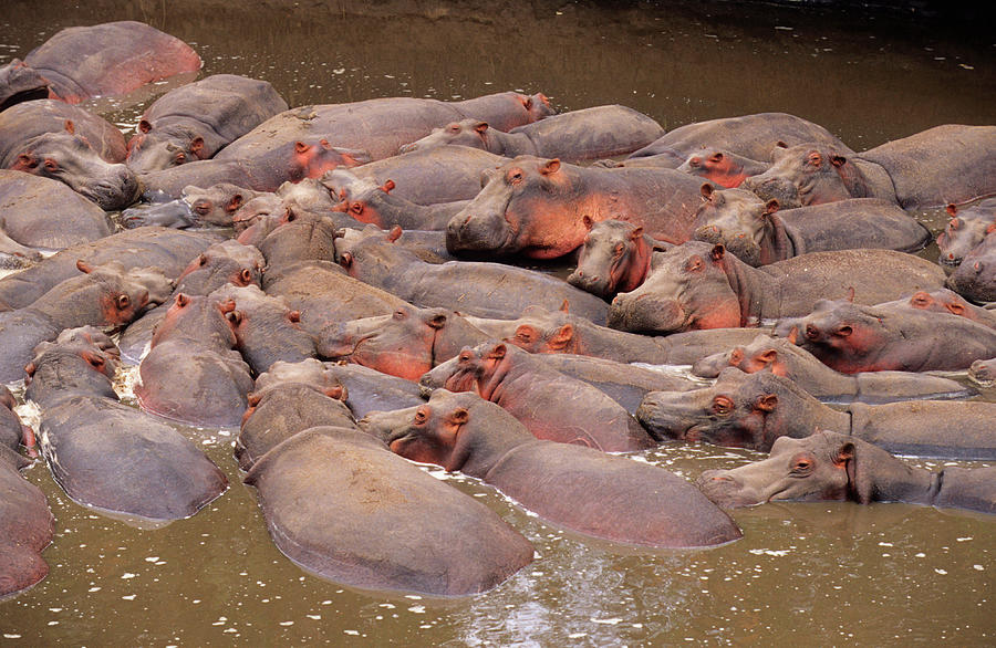 Image result for HIPPO POD